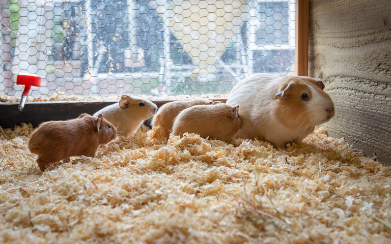 Kinderboerderij nieuws: Meisje of jongen?