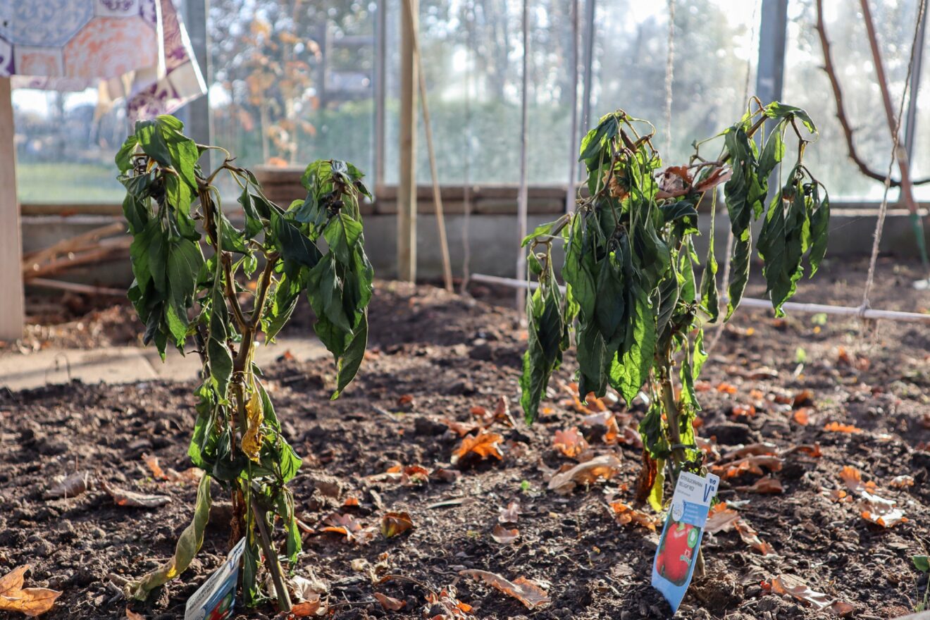 De tuin gaat in winterslaap