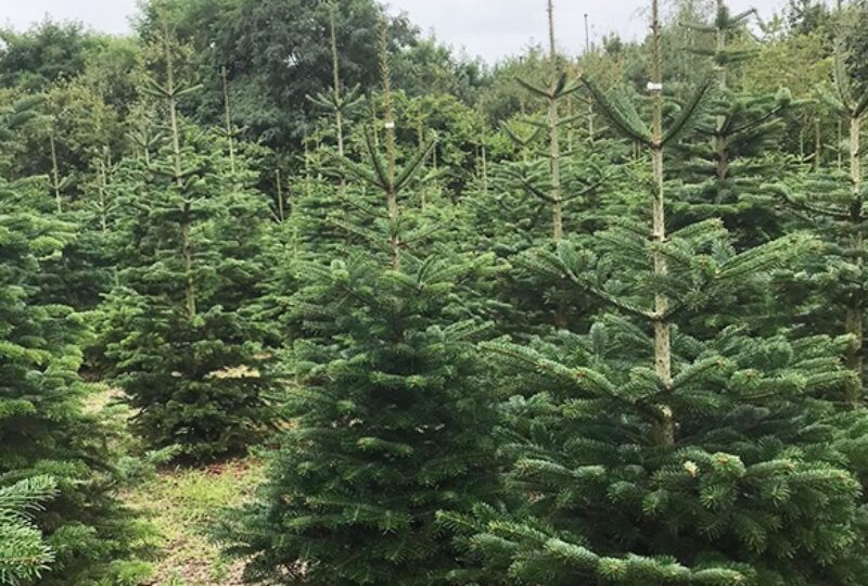 Koop een duurzame kerstboom