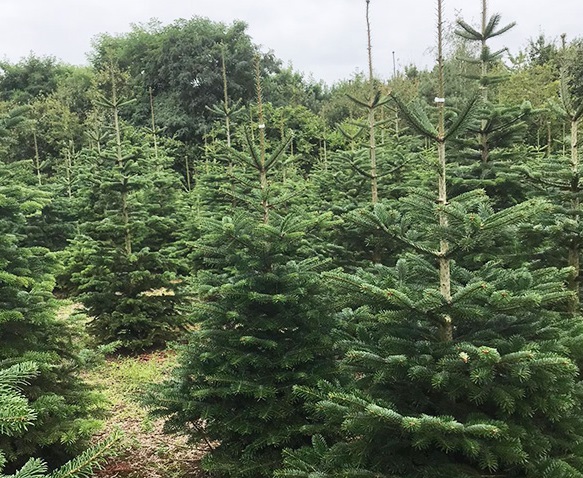 Koop een duurzame kerstboom