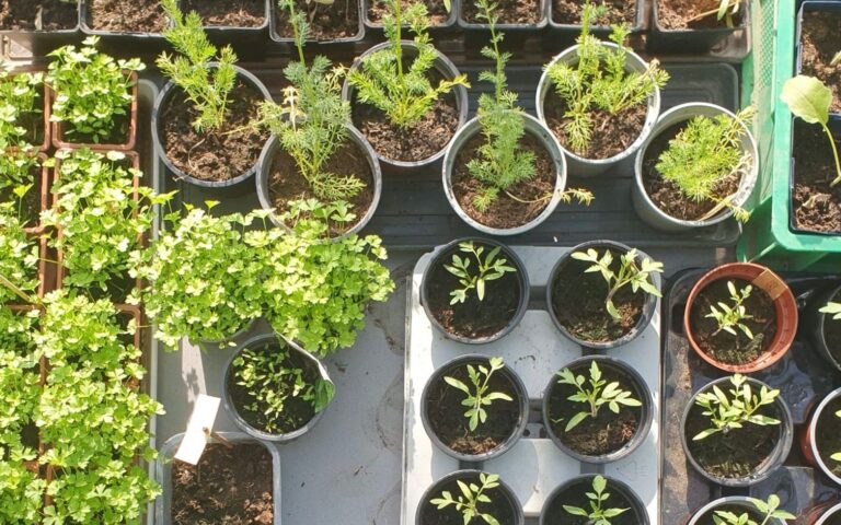 Heerlijke plantjesmarkt 17 mei